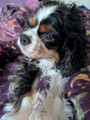 Hamlet - 2025_10_04.jpg